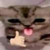 rorysella