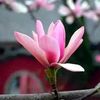 su.su.aung8877