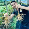 Anh Bán Sâm Vui Vẻ (KOJA MART)