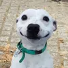 anj_beta_