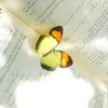shadie0804