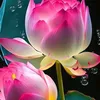 truongkaka2345