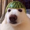 doogy_astro