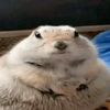 winnhpooj3