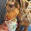 dogandhorses2509