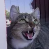 carmen_pe_tiktok