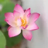 dailammoc868879