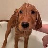 goldenboyrosco