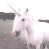 imafvcking_unicorn
