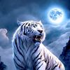 majid.atia
