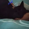 axelr_010