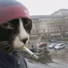 jarabe_de_palo_