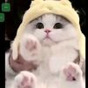lwin.moe4209