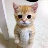 mr.tom.1230