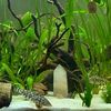 abigails_pets