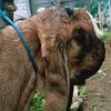 NiS`NUS Farm Ponorogo