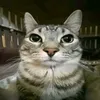 opstraik00