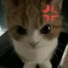 quynhlamm28