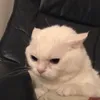 onlynjiuu