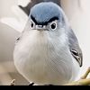 cjdyorlenis