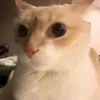 calyydani