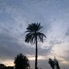 la_reine462