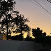 anis_vv7