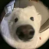 beiu_chamchi