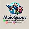 mojoguppy
