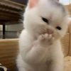 bunnyboo4869
