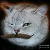 teamtigerrr