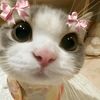hamahamza555