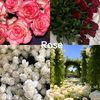 rose.sh22
