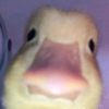 damianderoo