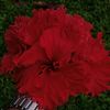 hussin.ahmed68