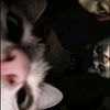 gothi_07