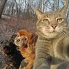 forestwithfriends0