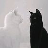 nauraa_1710