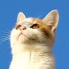meowwcheng