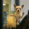 kupiisthegoat1