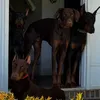 Doberman Pinscher