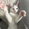 beanistheman