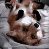 im_foxin