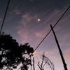 bejo_544