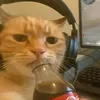 king_stain6