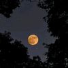shinymoon134
