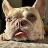 cleo.the.frenchie