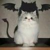 meeeowww02