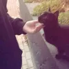 1sh_o