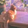 meow_meo_lowkey